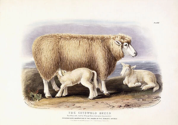 The Cotswold Breed, Ewe, 8 years old, 1840-1842 (hand-coloured lithograph)