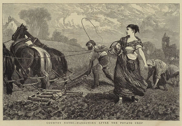 Country Notes, harrowing after the Potato Crop (engraving)