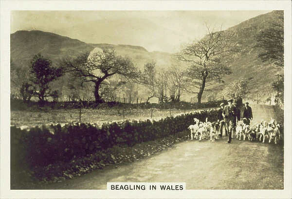 Our Countryside, 1938: Beagling in Wales (b / w photo)