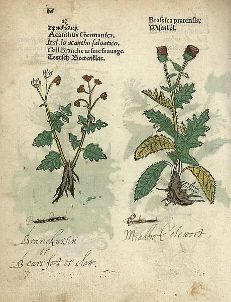 Cow parsnip, Heracleum sphondylium, and creeping thistle. Cirsium arvense. Handcoloured woodblock engraving of a botanical illustration from Adam Lonicer's Krauterbuch, or Herbal, Frankfurt, 1557