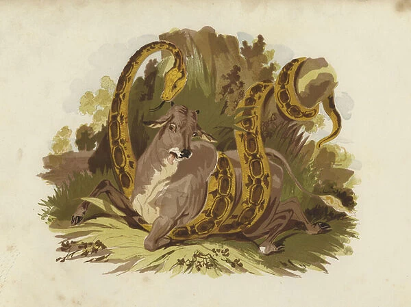 Cow being squeezed by serpent (engraving)
