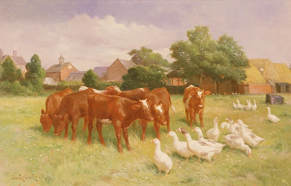 Cows and Ducks