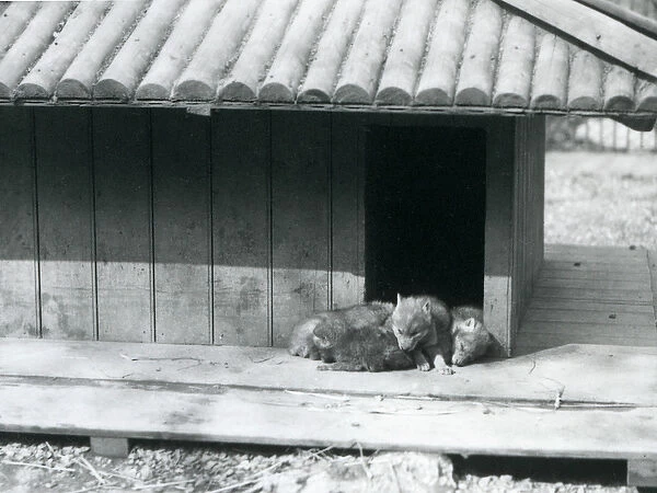 Four Coyote pups resting in the entrance of their den  /  wooden kennel, London Zoo