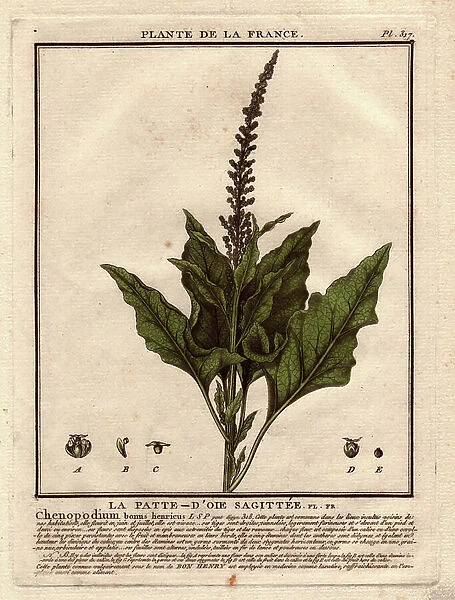 The crow's foot sagittee (Chenopodium bonus-henricus) or good Henry. Description of the plant (leaves, stem and flower). Details of the elements of the flower and seed