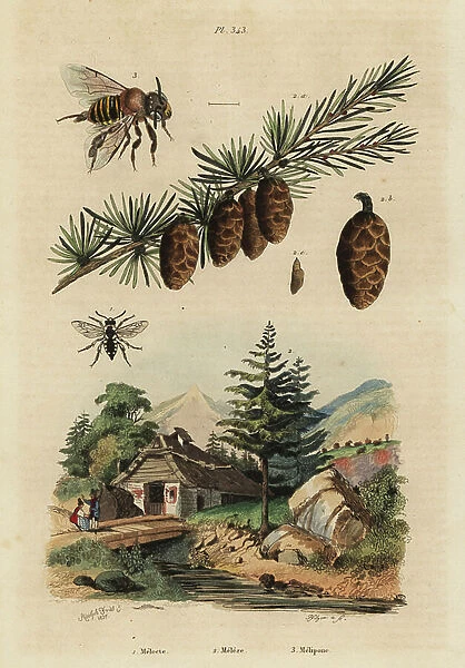 Cuckoo bee, Melecta albifrons 1, European larch tree, Larix decidua 2, and stingless melipona honey bee, Melipona favosa 3
