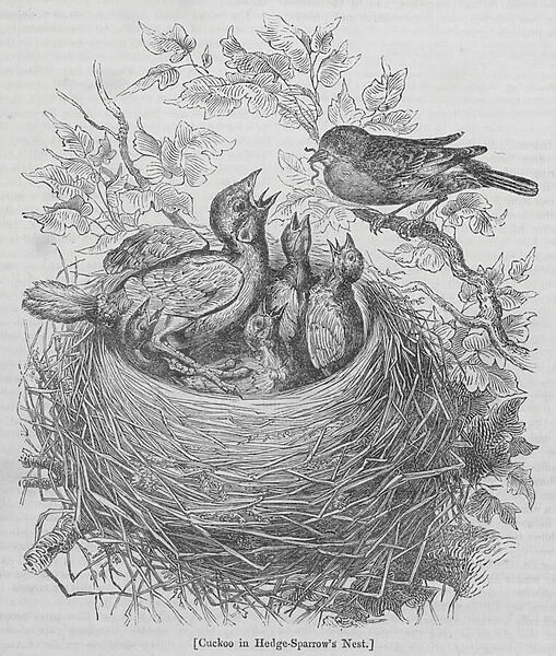 Cuckoo in Hedge-Sparrows Nest (engraving)