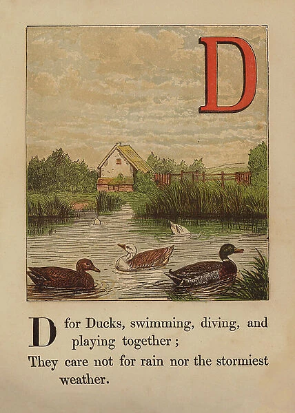 D, Ducks (coloured engraving)