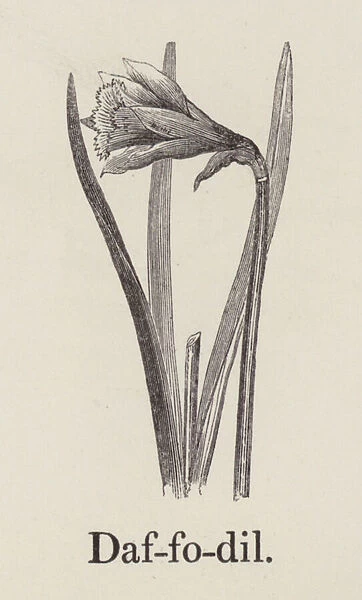 Daffodil (engraving)