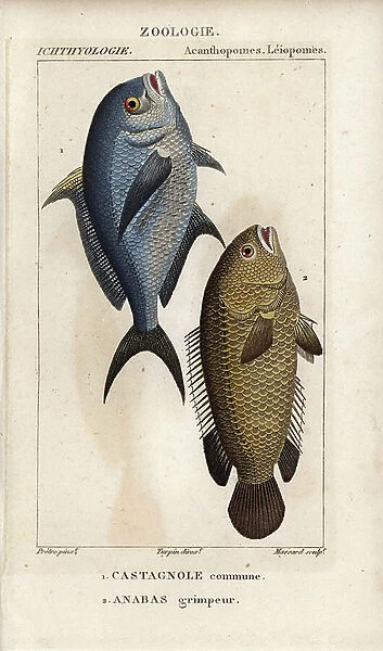 Damselfish, Chromis chromis, Castagnole commune, and climbing perch, Anabas testudineus, Anabas, climber. Handcoloured copperplate stipple engraving from Jussieu's ' Dictionary of Natural Sciences' 1816-1830