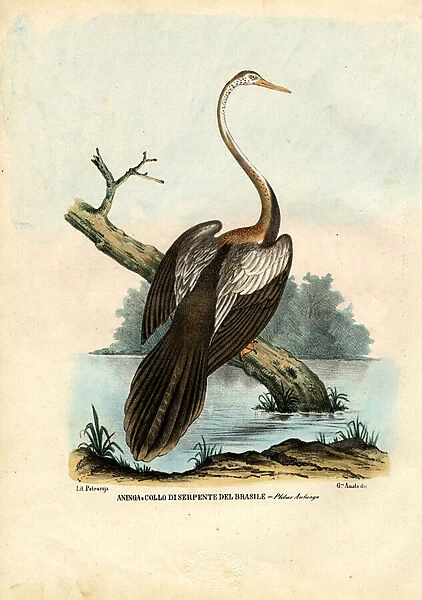 Darter, 1863-79 (colour litho)