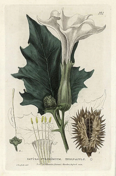 Datura stramoine or stramoine officinale. Coloured copper engraving from a drawing by Isaac Russell from William Baxter's book 'English Botanical Phenomenes'', 1834
