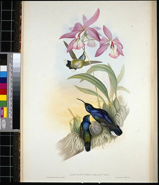 De-Lattres Sabre-wing (campylopterus Delattrei) (hand-coloured litho)