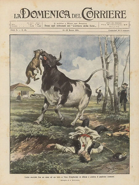 Deadly fight between a dog and a bull in Vecs (Hungary) in defense and against the common master (colour litho)