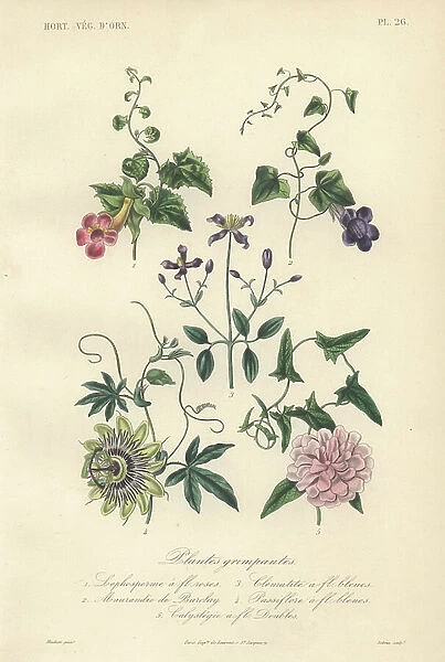 Decorative botanical print with foxglove, angel's trumpet, clematis and passionflower