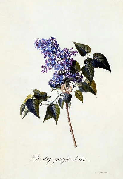 The deep-purple Lilac, c. 1743 (hand-coloured engraving)