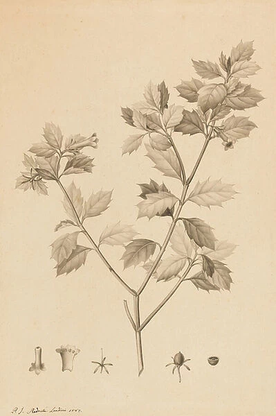 Desfonainia Spinosa, 1787 (point of the brush & grey wash on paper, laid down on card)