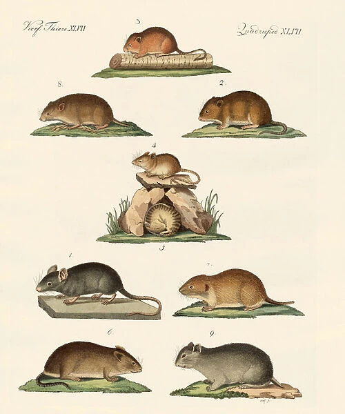 Different kinds of mice (coloured engraving)