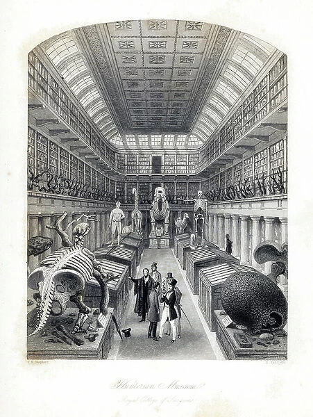 Dinosaur fossils and zoological skeletons at the Hunterian Museum, Royal College of Surgeons. Steel engraving by E. Radclyffe after an illustration by Thomas Hosmer Shepherd from London Interiors, Their Costumes and Ceremonies, Joshua Mead, London