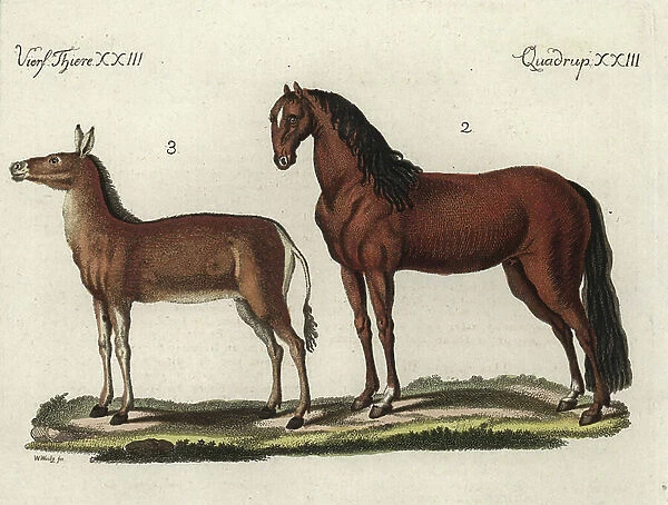 Domestic horse and hemione of Mongolia (wild Asian donkey) - Domesticated horse, Equus ferus caballus 2, and dziggetai or Gobi khulan, Equus hemionus luteus 3