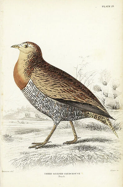 Double-banded sandgrouse, Pterocles bicinctus, female (Three-banded sandgrouse, Pterocles tricinctus). Handcoloured steel engraving by William Lizars after William Swainson from Sir William Jardine's Naturalist's Library: Ornithology