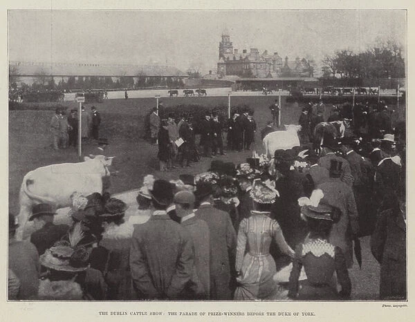 The Dublin Cattle Show, the Parade of Prize-Winners before the Duke of York (b  /  w photo)