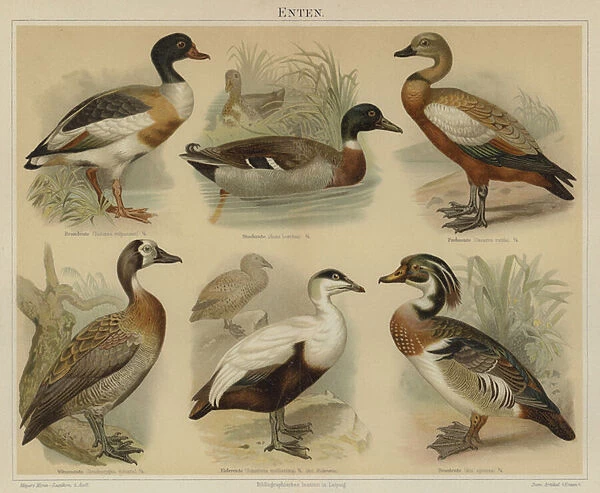 Ducks (colour litho)