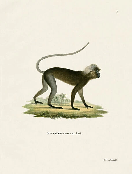 Dusky Leaf Monkey (coloured engraving)