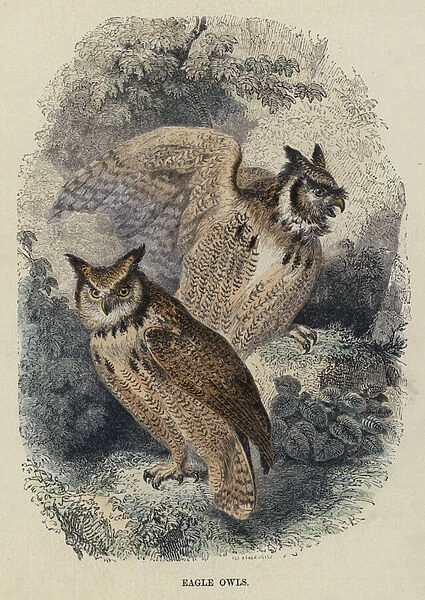 Eagle Owls (coloured engraving)
