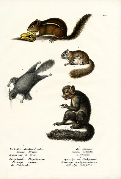 Eastern Chipmunk, 1824 (colour litho)