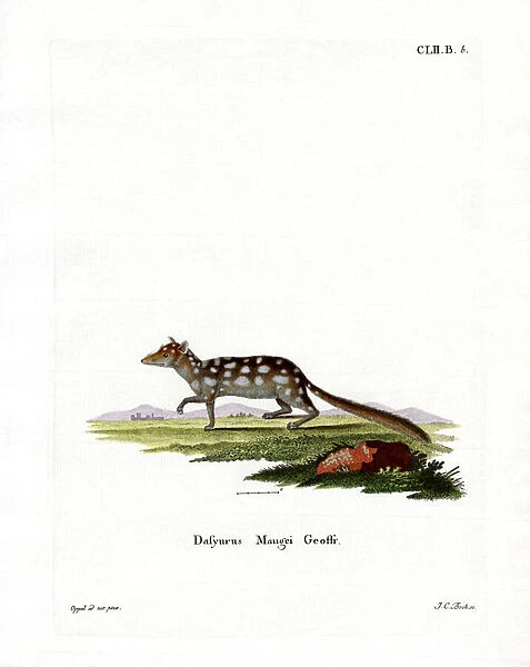 Eastern Quoll (coloured engraving)