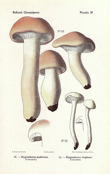 Edible mushrooms: Rosy woodwax, Hygrophorus pudorinus, snowy waxcap, H. virgineus, Hygrocybe virginea. Chromolithograph drawn by Bessin for Leon Rolland's 'Atlas of Mushrooms'' 1911