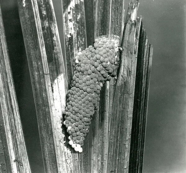 Eggs of the Channeled Applesnail at London Zoo, September 1923 (b  /  w photo)