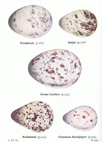 Eggs: Woodcock; Snipe, Stone Curlew, Redshank, Common Sandpiper