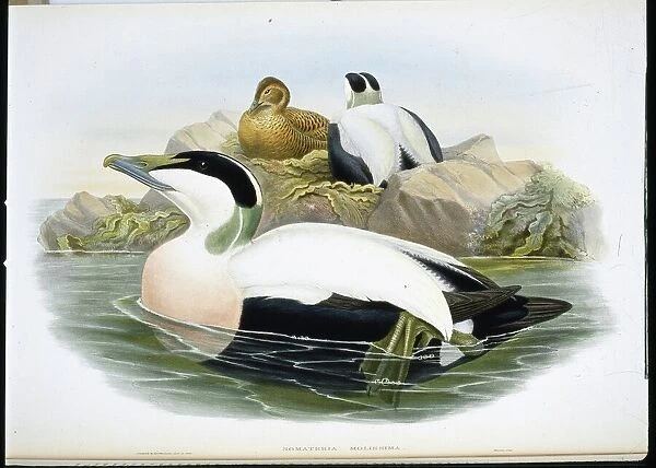 Eider Duck (Somateria Mollissima) (hand-coloured litho)