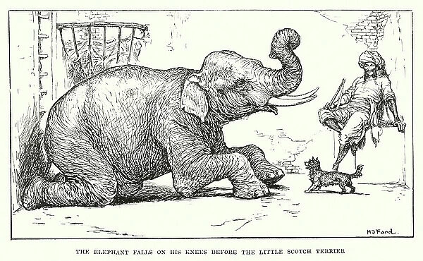 The elephant falls on his knees before the little Scotch terrier (engraving)