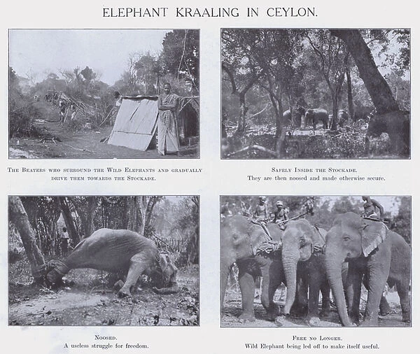 Elephant Kraaling in Ceylon (b  /  w photo)