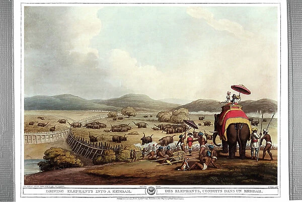 Elephants drove into a Keddah. Engraving by Samuel Howett (1756-1822) in ' Oriental field sports' by Thomas Williamson (on hunts in the British Indies in the 19th century) in 1807