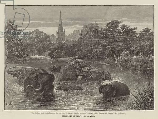Elephants at Stratford-on-Avon (engraving)