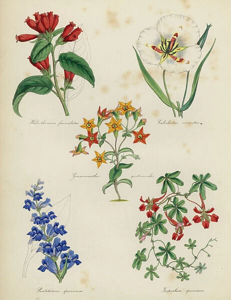 The English Flower Garden, 1852 (litho)