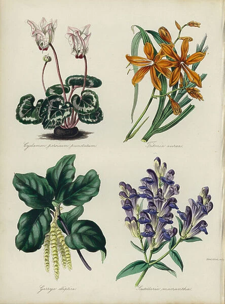 English Flower Garden: Cyclamen persicum punctatum, Tritonia aurea, Garrya elliptica, Scutellaria macrantha (colour litho)