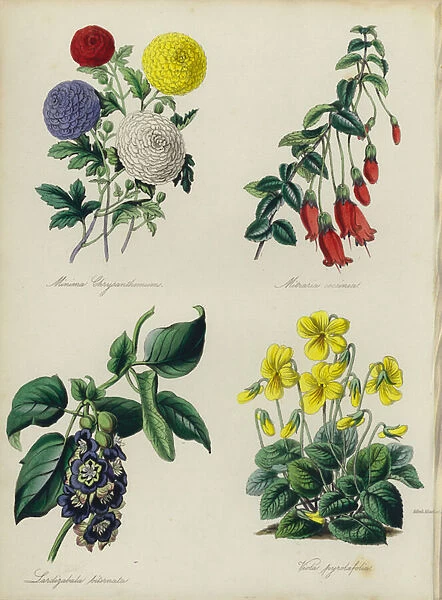 English Flower Garden: Minima Chrysanthemums, Mitraria coccinea, Lardizabala biternata, Viola pyrolaefolia (colour litho)