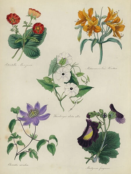English Flower Garden: Potentilla Menziesii, Alstraemeria Van Houtteii, Thunbergia alata alba, Clematis caerulea, Martynia fragrans (colour litho)