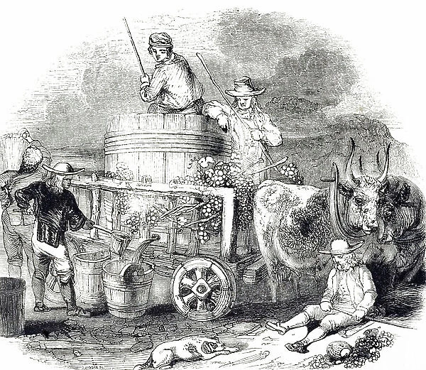 An engraving depicting men treading the grapes, 19th century