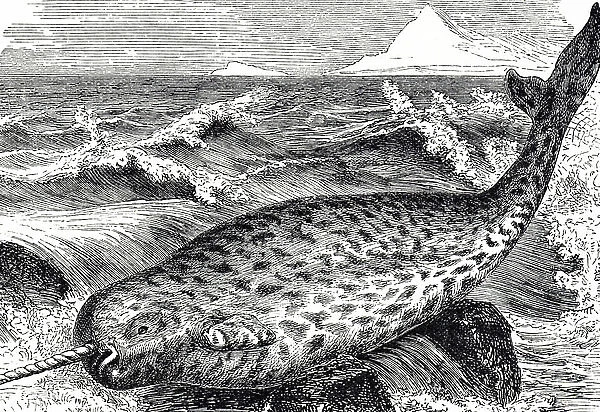 Engraving depicting a Narwhal, a medium-sized toothed whale that possesses a large 'tusk' from a protruding canine tooth