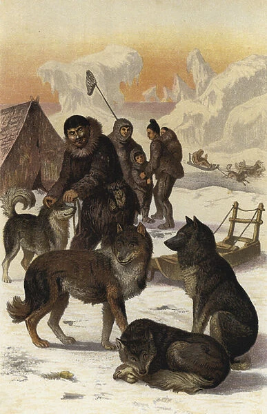 Eskimohund (chromolitho)