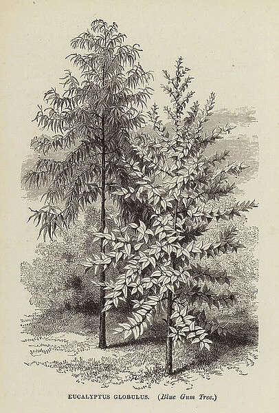 Eucalyptus Globulus, Blue Gum Tree (engraving)