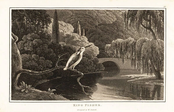 Eurasian kingfisher, Alcedo atthis, on a branch near a river ban 1807 (aquatint)