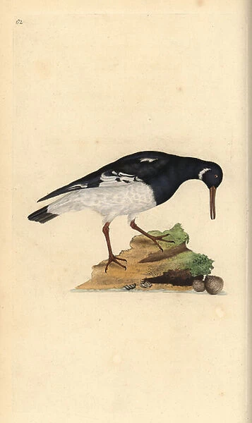 Eurasian oystercatcher, Haematopus ostralegus. Handcoloured copperplate drawn and engraved by Edward Donovan from his own 'Natural History of British Birds, 'London, 1794-1819