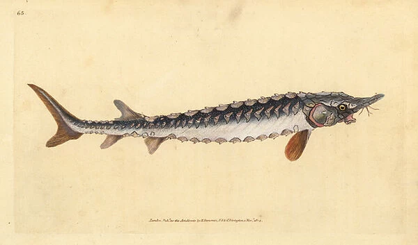 European or common sturgeon. Critically endangered. Handcoloured copperplate drawn and engraved by Edward Donovan from his Natural History of British Fishes, Donovan and F. C. and J. Rivington, London, 1802-1808