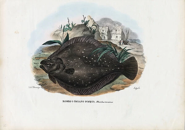 European Flounder, 1863-79 (colour litho)